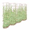 Plant Supports * | Tall Expandable Pea Trellis