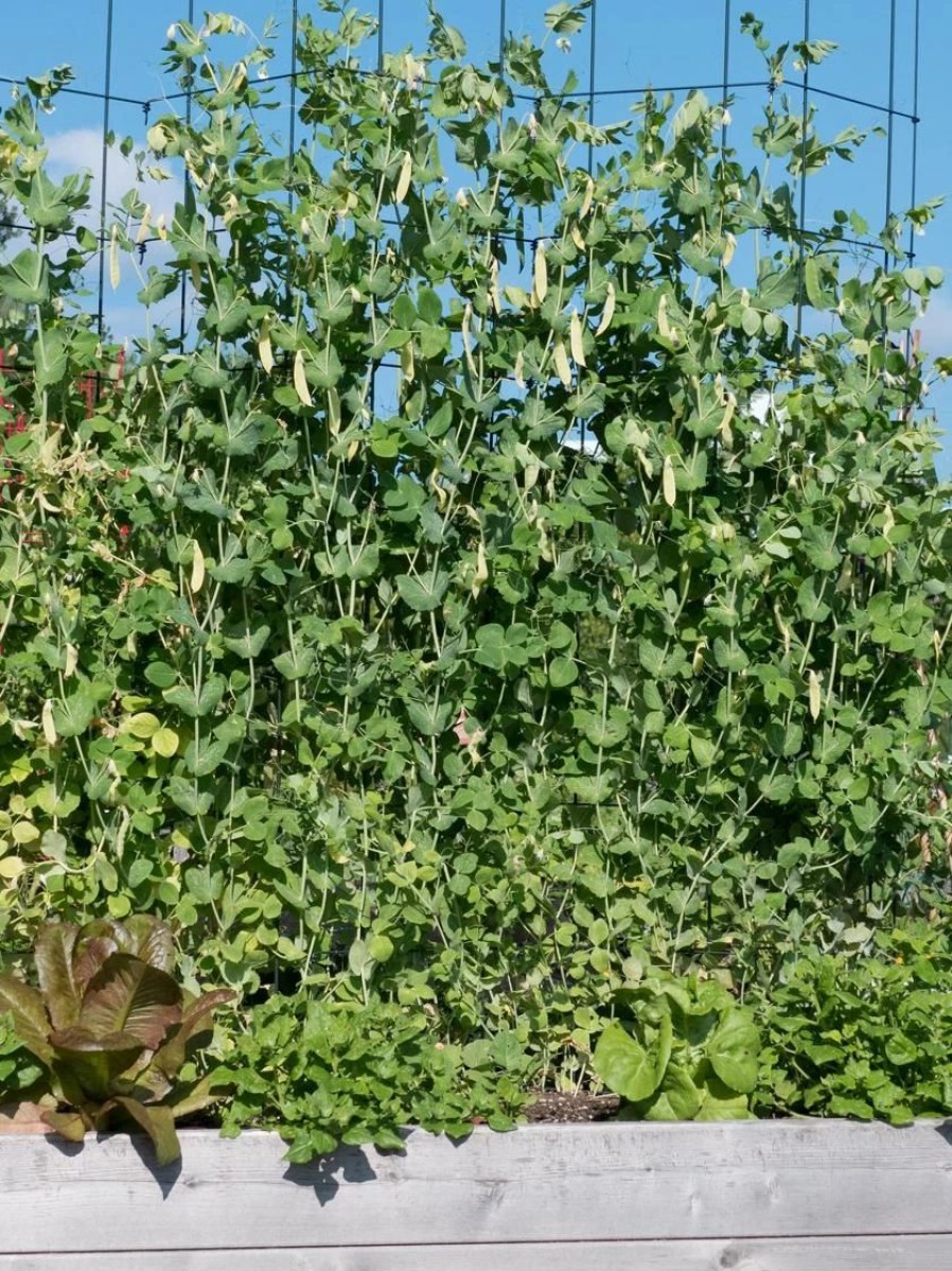 Plant Supports * | Tall Expandable Pea Trellis