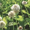 Soils & Fertilizers * | White Clover Seed, 1/2 Lb.