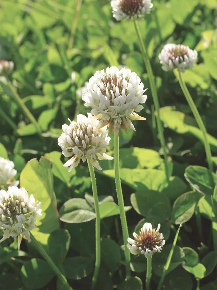 Soils & Fertilizers * | White Clover Seed, 1/2 Lb.