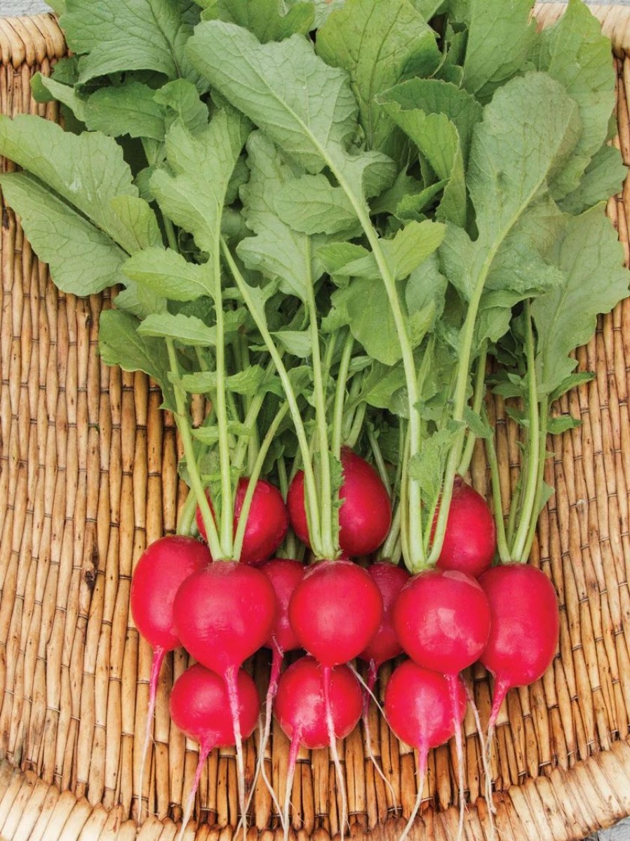 Seeds * | Cherry Belle Radish Organic Seeds