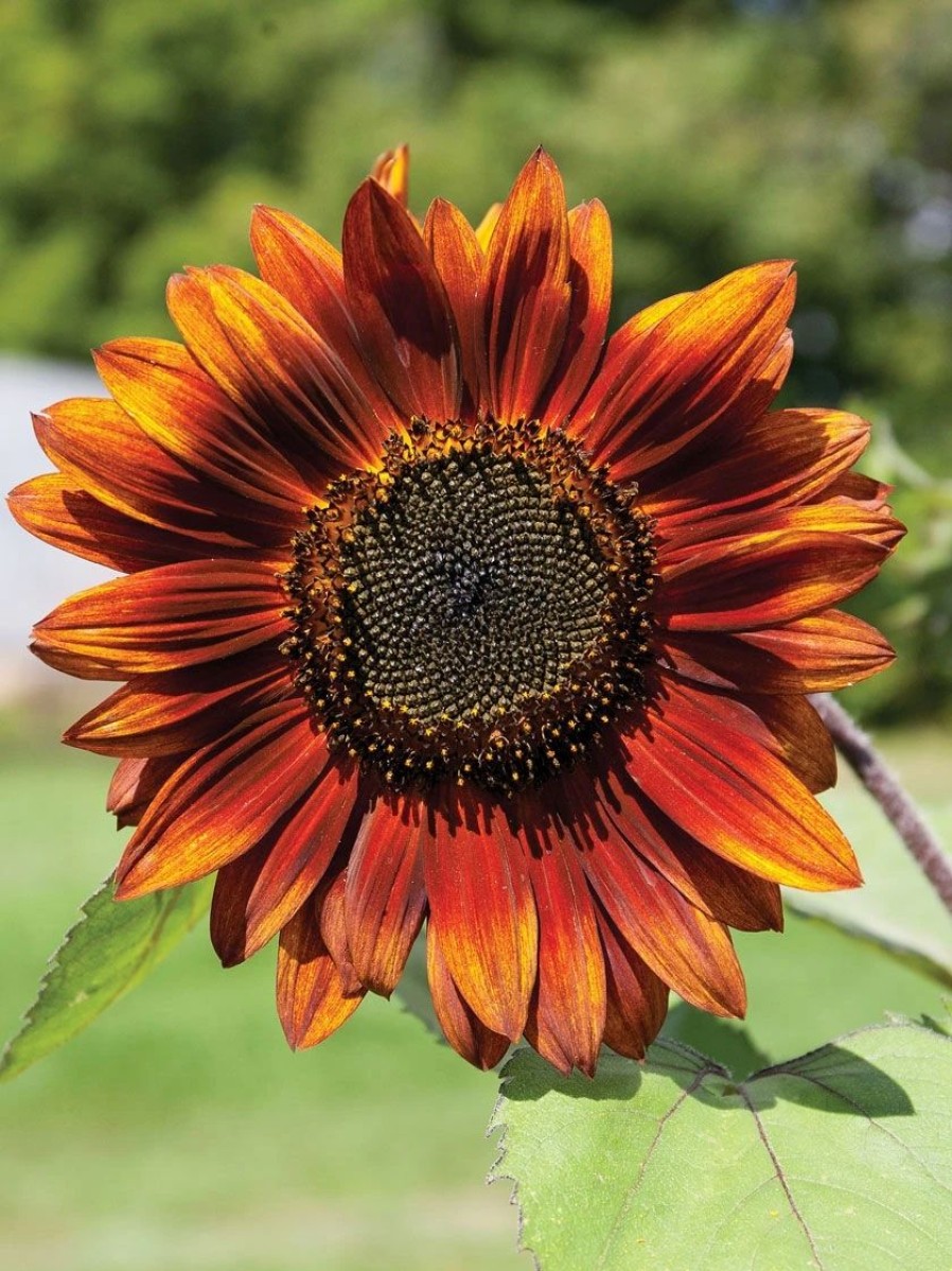 Seeds * | Velvet Queen Sunflower Organic Seeds