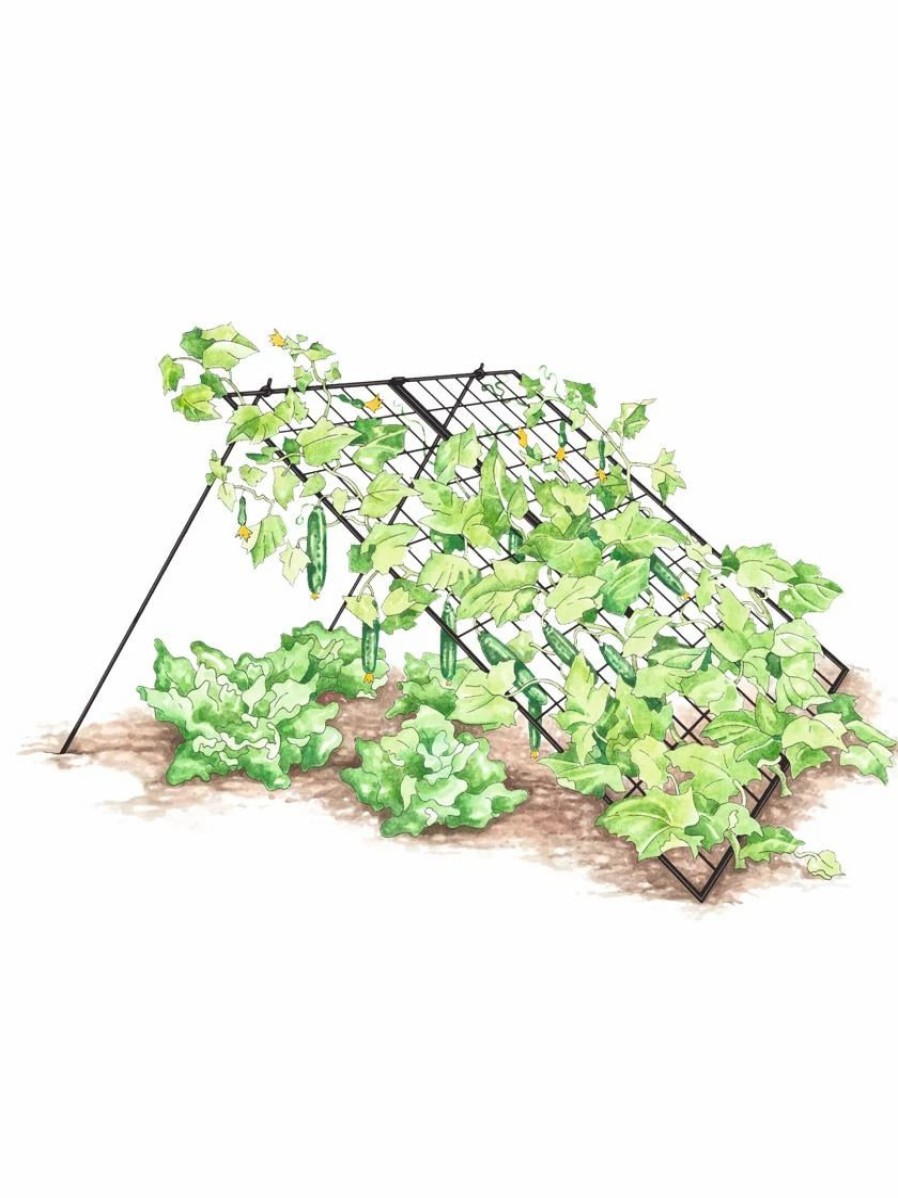 Plant Supports * | Large Cucumber Trellis