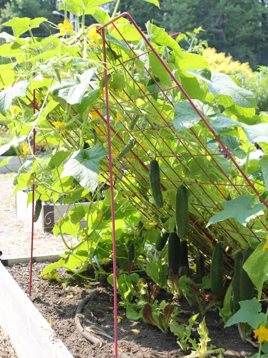 Plant Supports * | Large Cucumber Trellis