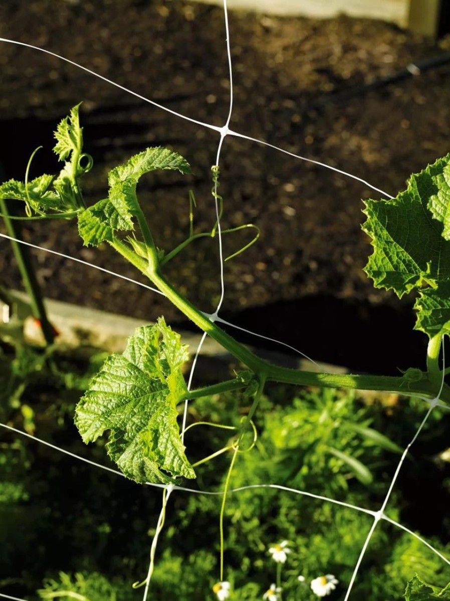 Plant Supports * | Monofilament Trellis Netting