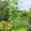 Plant Supports * | Bean Tower