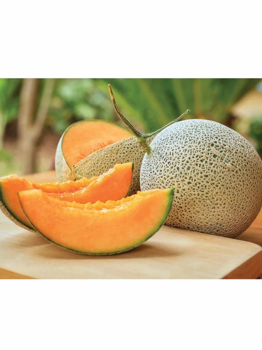 Seeds * | Hales Best Cantaloupe Organic Seeds