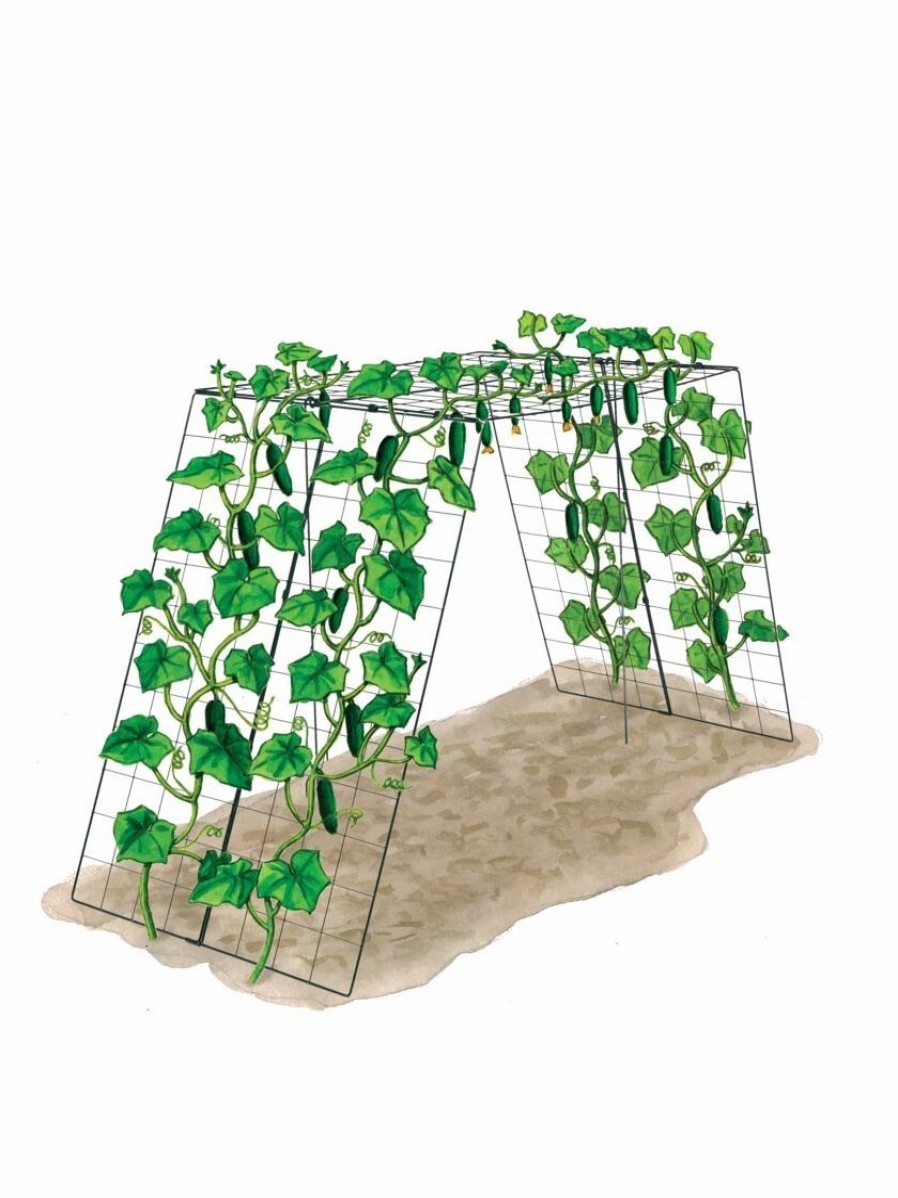 Plant Supports * | Over The Top Cucumber And Squash Trellis