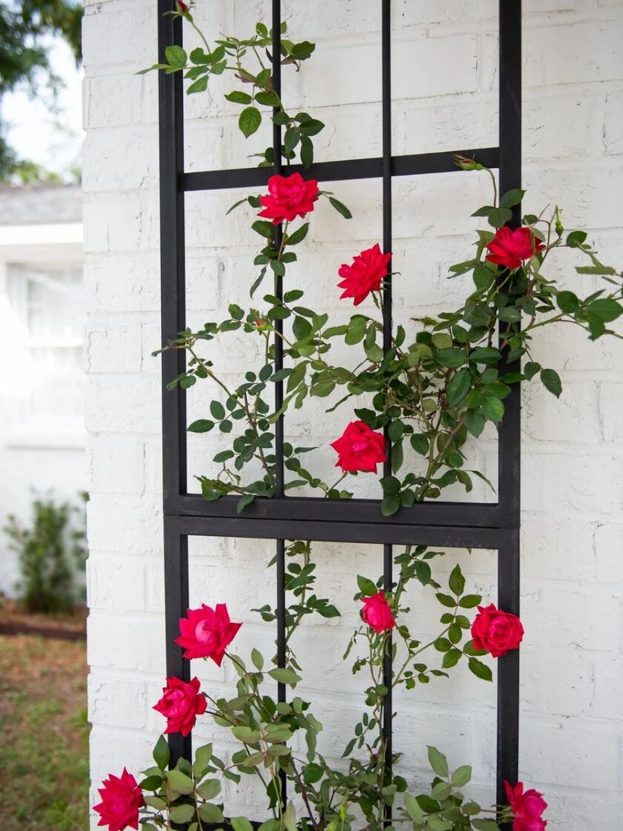 Plant Supports * | Essex Wall Trellis