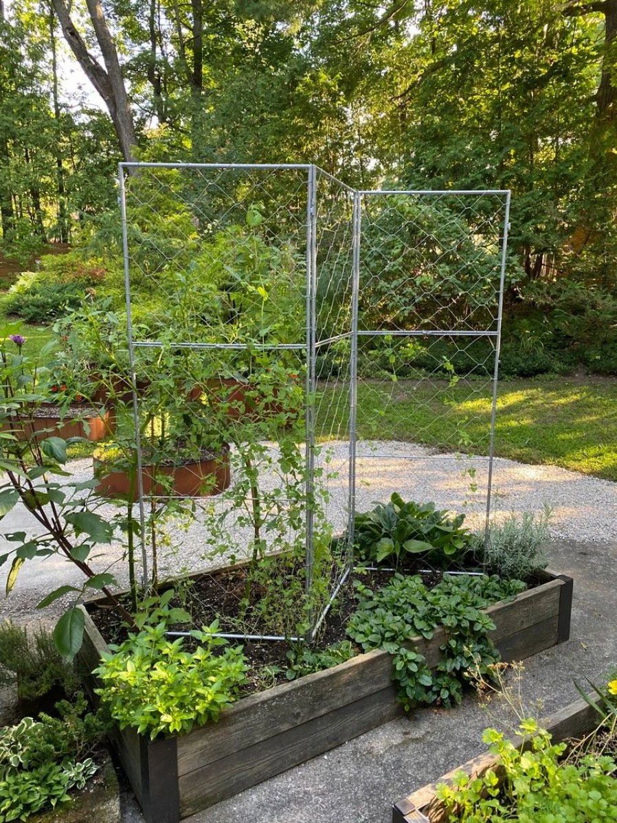 Plant Supports * | Chicken Wire Pea Trellis