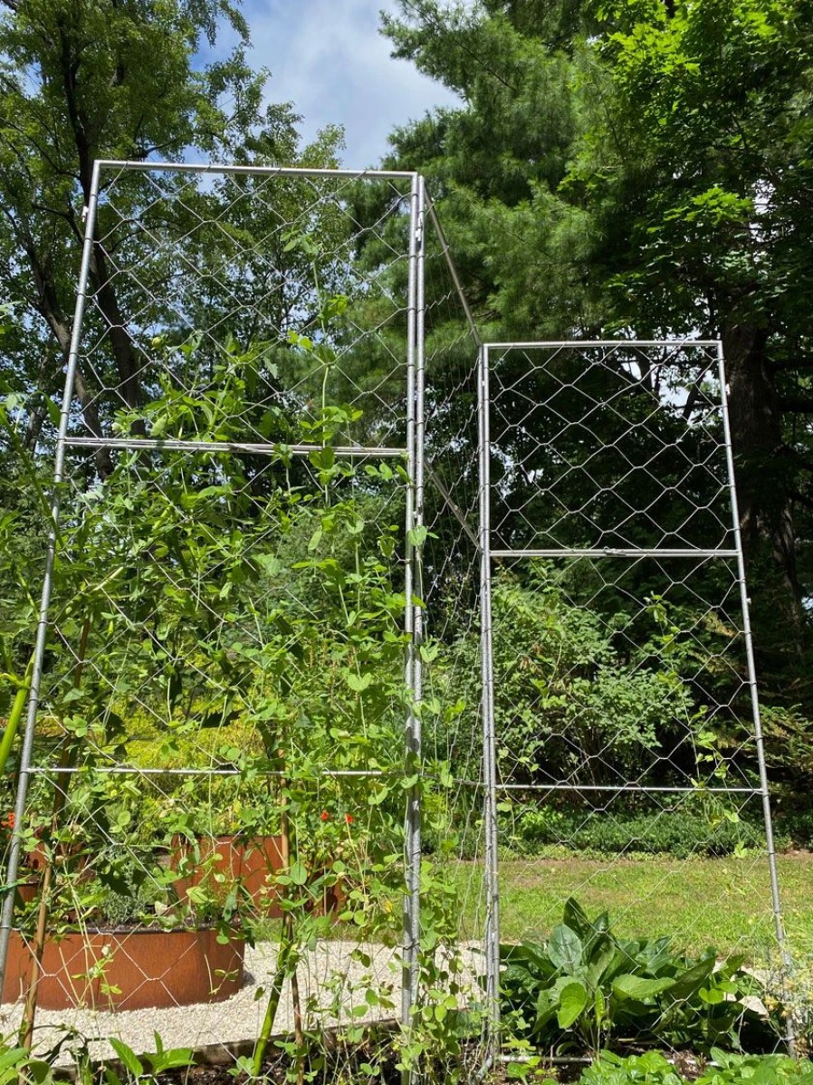 Plant Supports * | Chicken Wire Pea Trellis