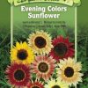 Seeds * | Evening Colors Sunflower Organic Seeds