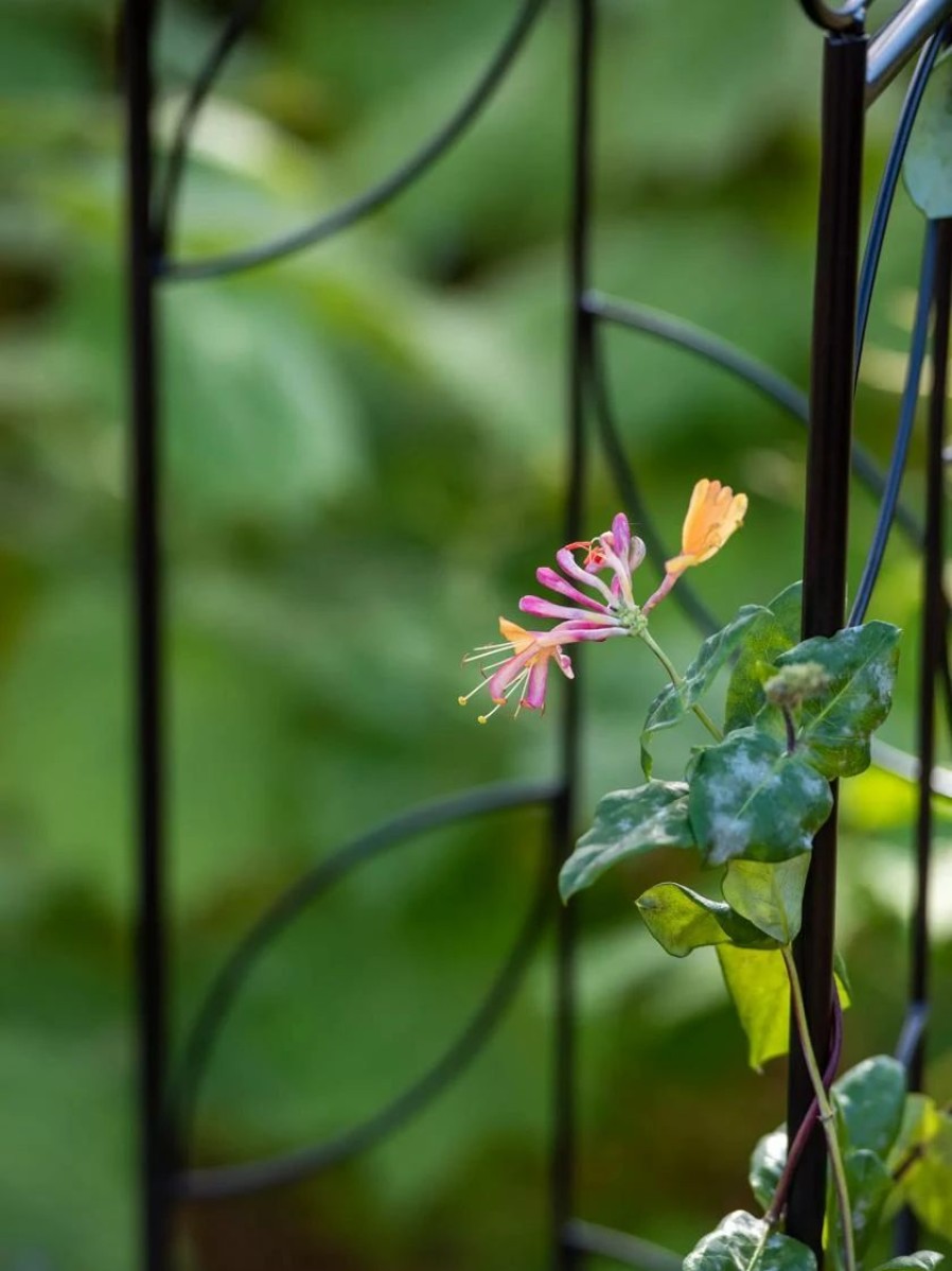 Plant Supports * | 4 Sided Leaf Obelisk, 72