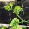 Plant Supports * | Vine And Veggie Trellis Netting, 5 X 30