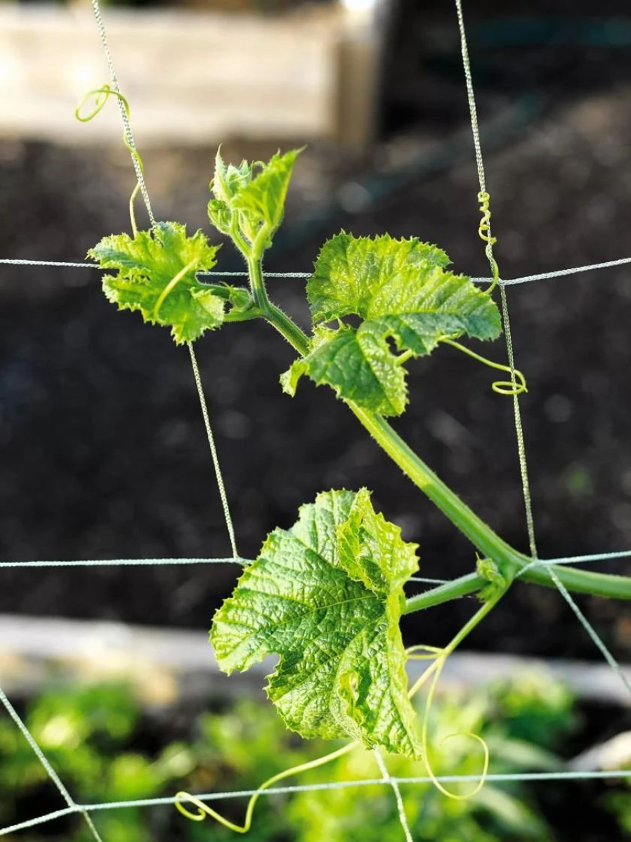 Plant Supports * | Vine And Veggie Trellis Netting, 5 X 30