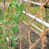 Plant Supports * | Coco Trellis Netting, 4 X 15