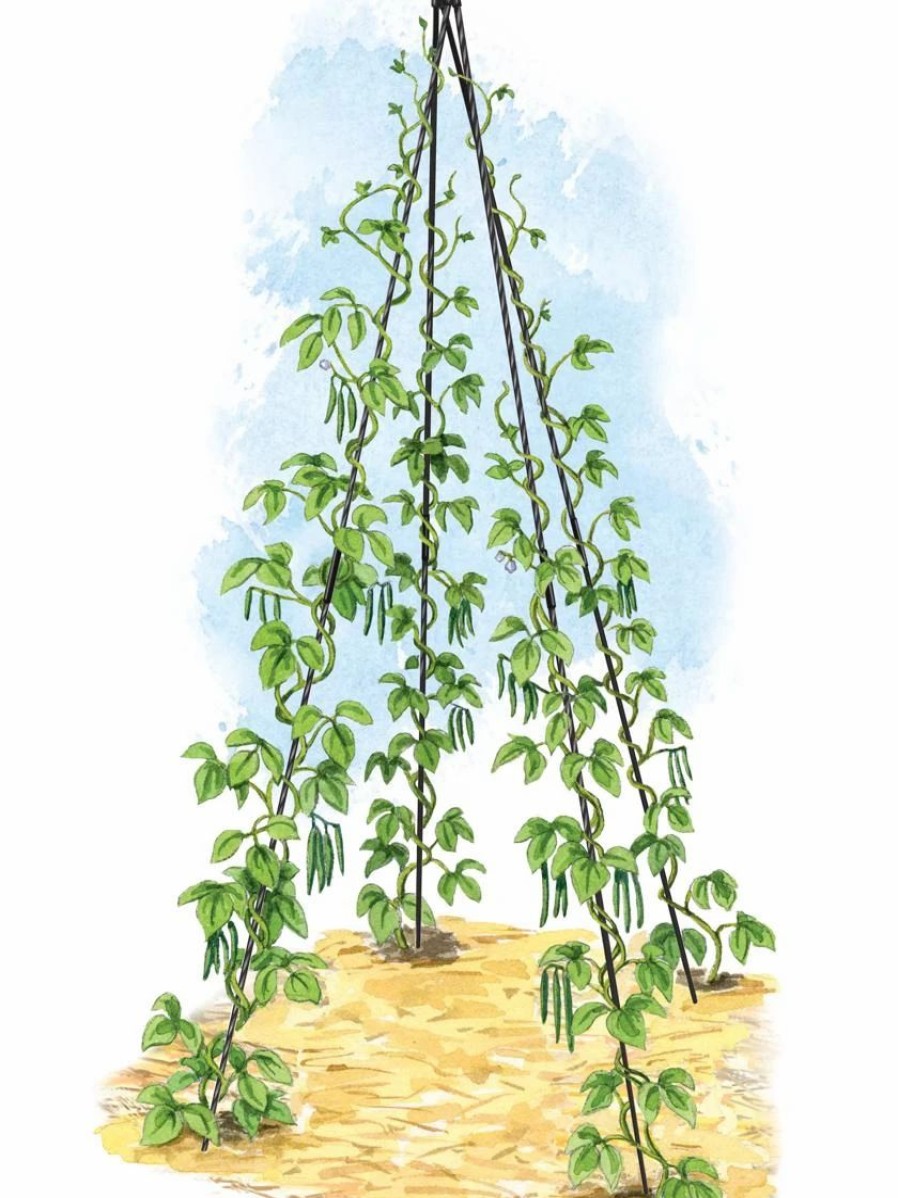 Plant Supports * | Titan Teepee Trellis