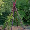 Plant Supports * | Annabel Tipi Trellis