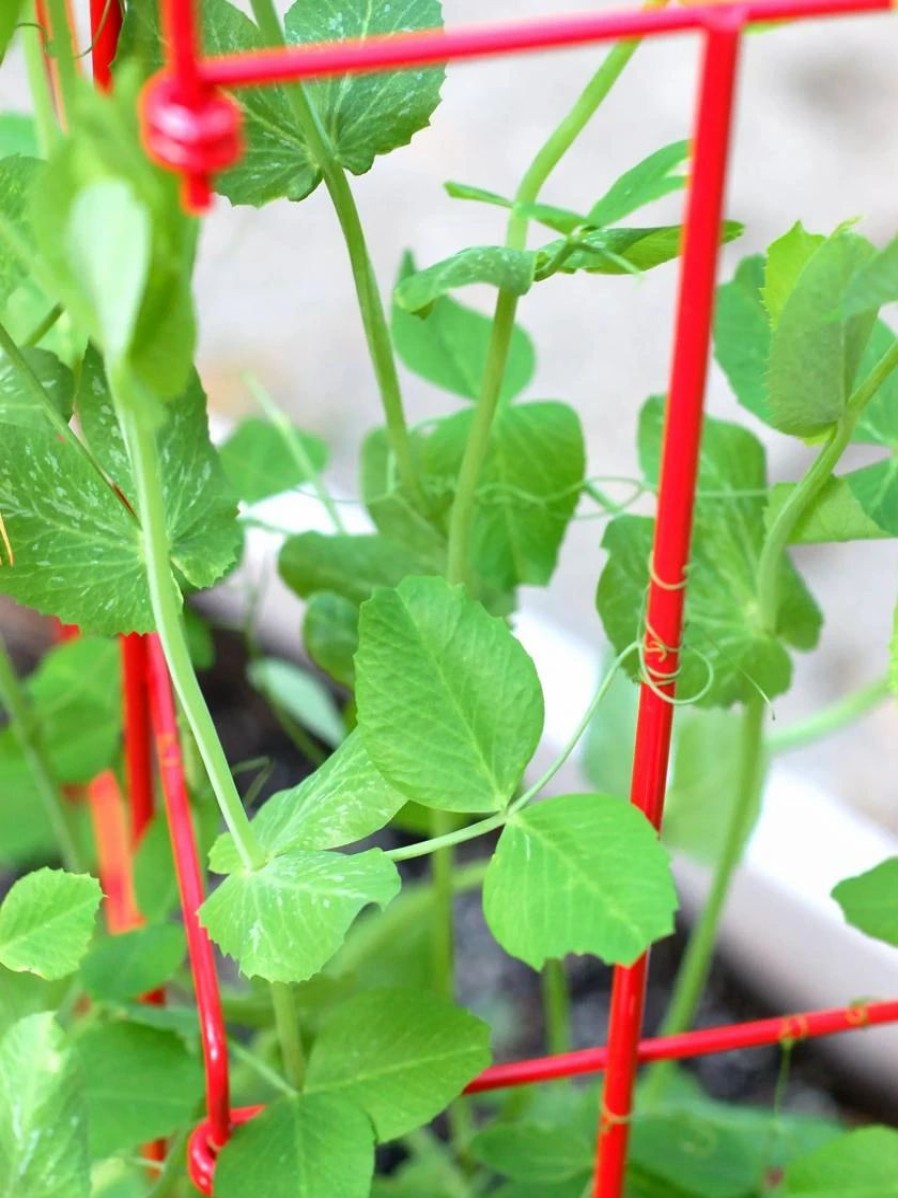 Plant Supports * | Expandable Pea Trellis