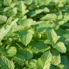 Seeds * | Lemon Balm Organic Seeds