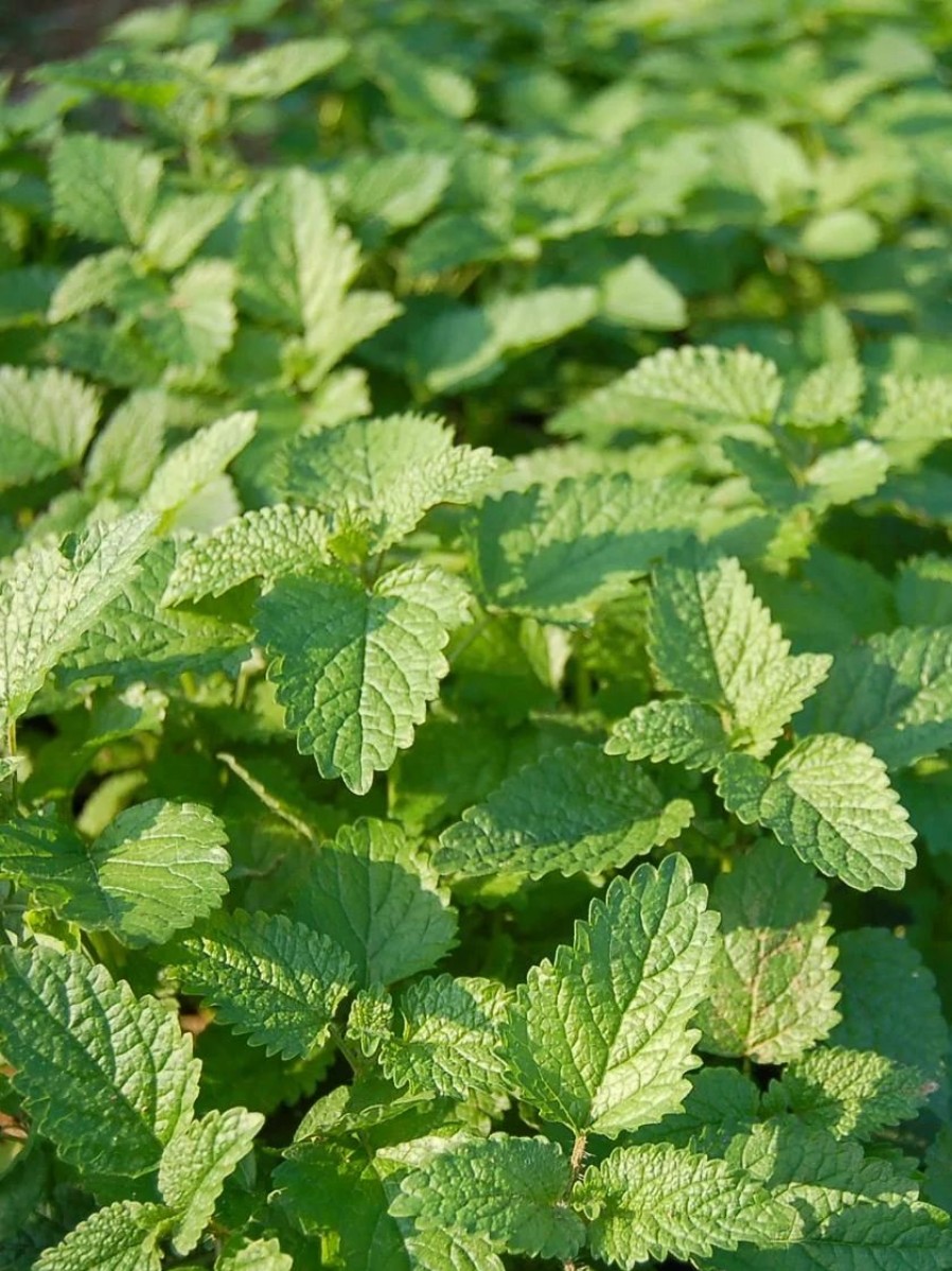 Seeds * | Lemon Balm Organic Seeds