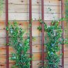 Plant Supports * | Ina Modern Wall Trellis Sr.