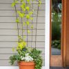 Plant Supports * | Flock Of Friends Pot Trellis