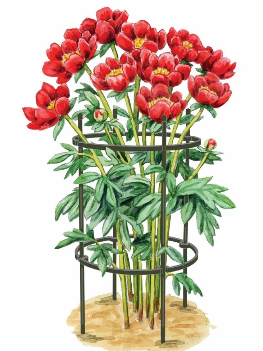 Plant Supports * | Titan Peony Supports, Medium, Set Of 2