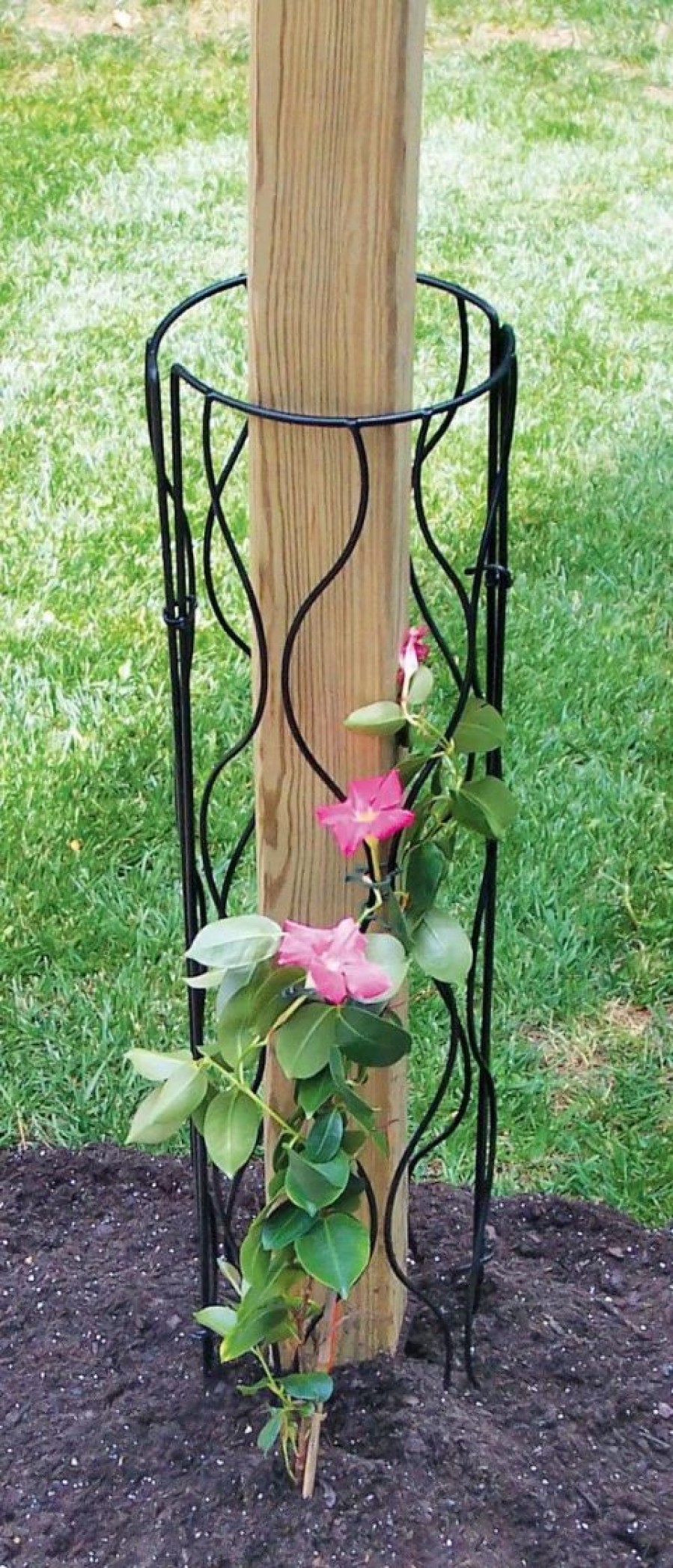 Plant Supports * | Bosmere Trellis For Mailbox Or Lamp Post