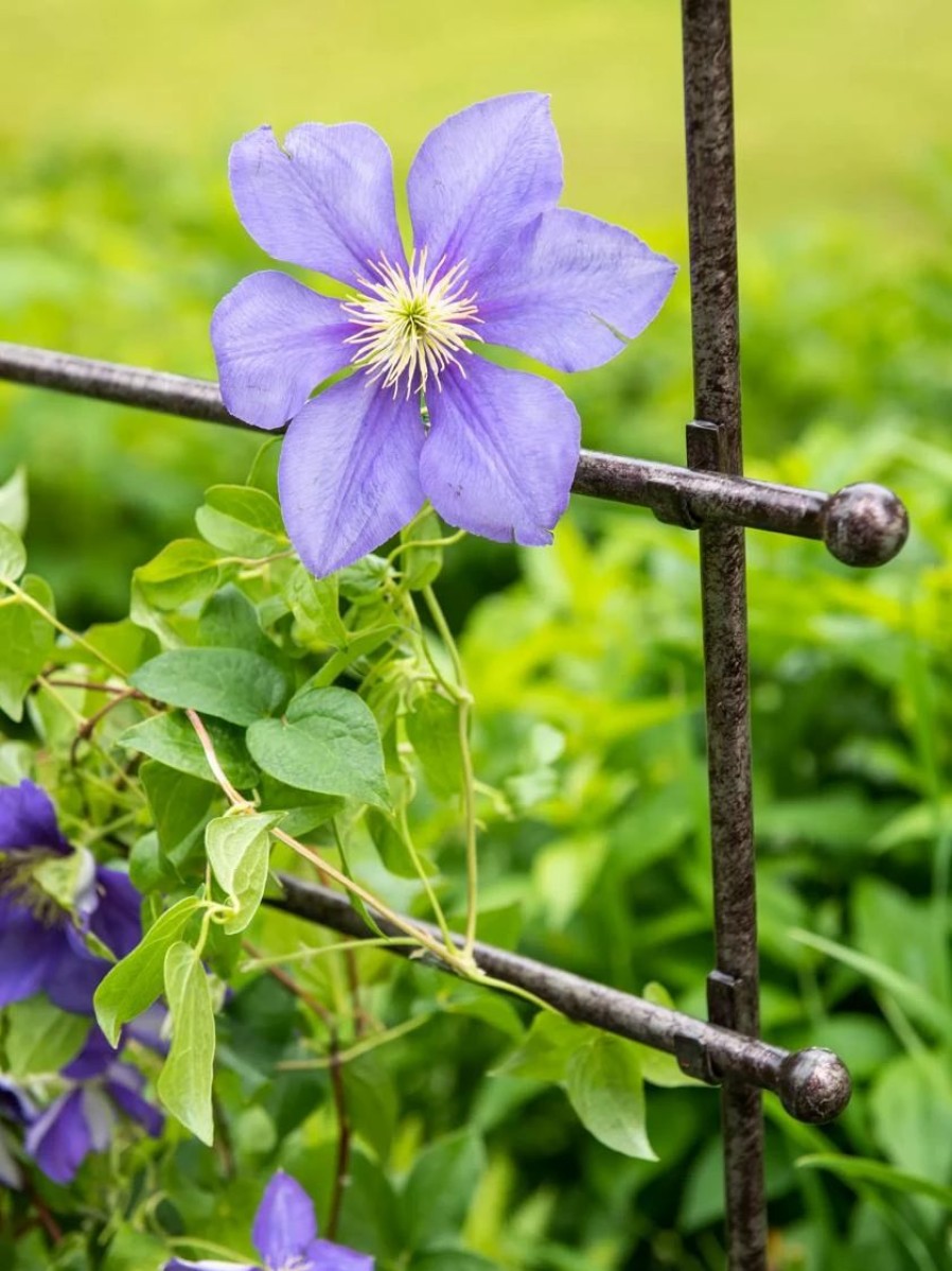 Plant Supports * | Jardin Ladder Trellis