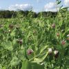 Seeds * | Field Peas, Oats And Vetch Mix Organic Seeds