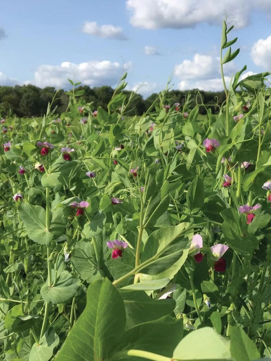 Seeds * | Field Peas, Oats And Vetch Mix Organic Seeds