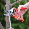 Garden Tools * | Castellari Mini Anvil Pruner