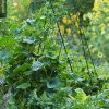 Plant Supports * | Deluxe Cucumber Trellis