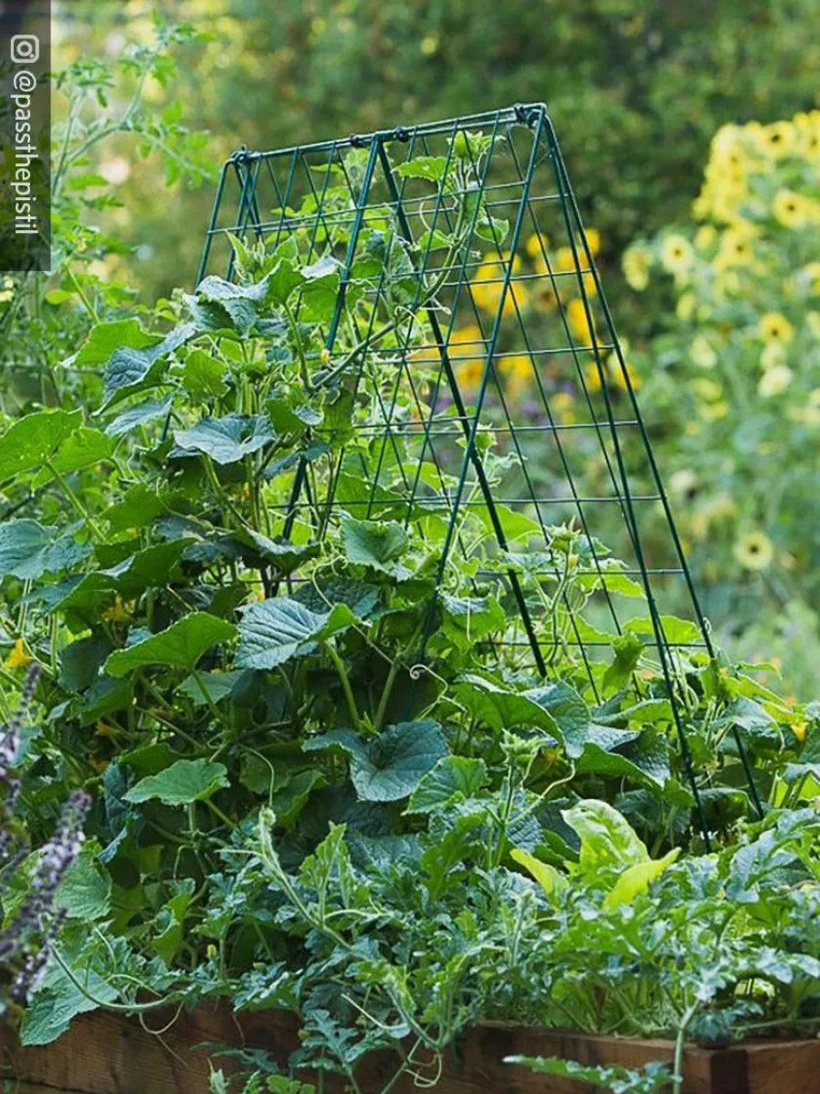 Plant Supports * | Deluxe Cucumber Trellis