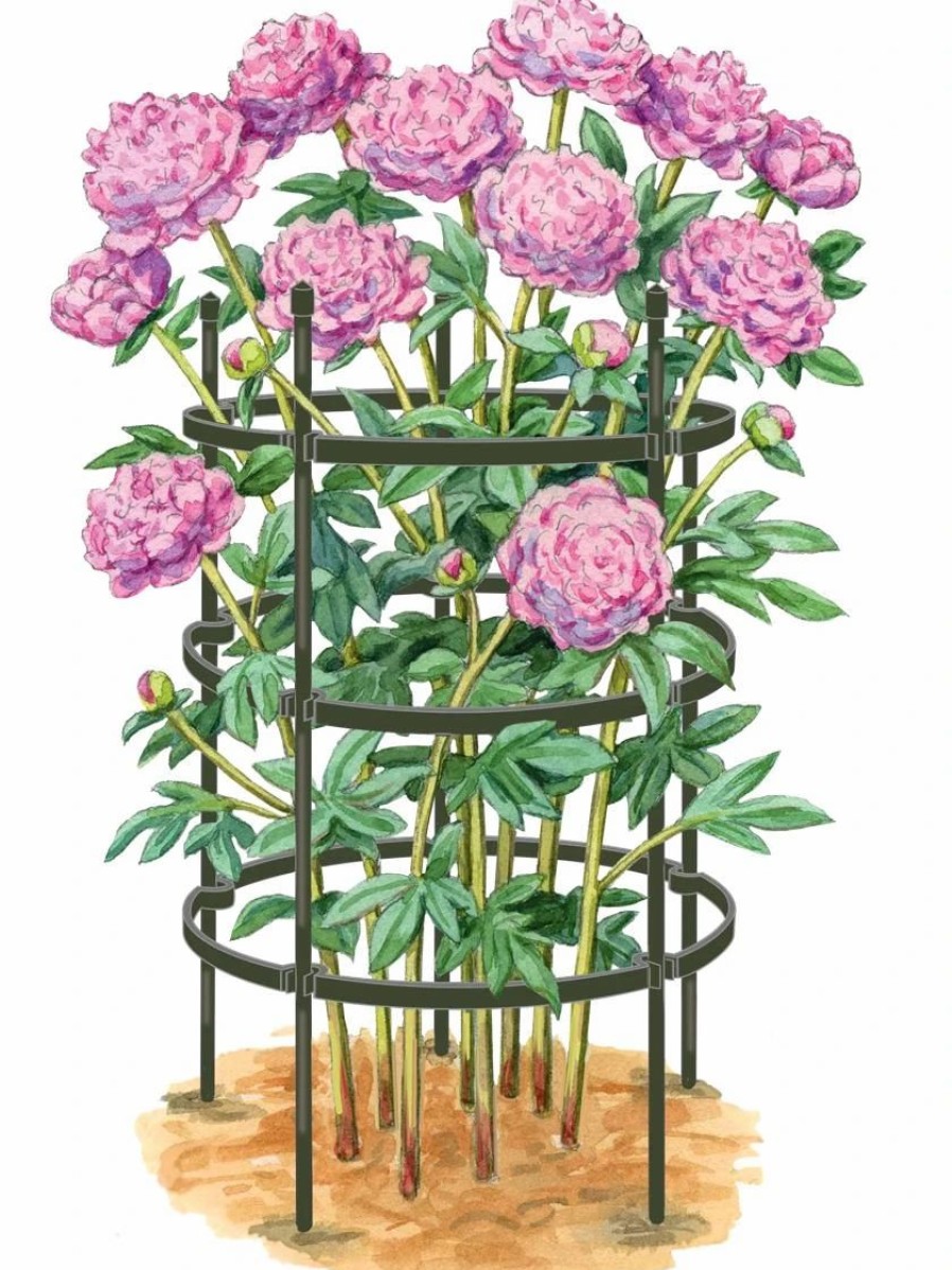 Plant Supports * | Titan Peony Supports, Large, Set Of 2