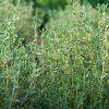 Seeds * | Thyme Organic Seeds