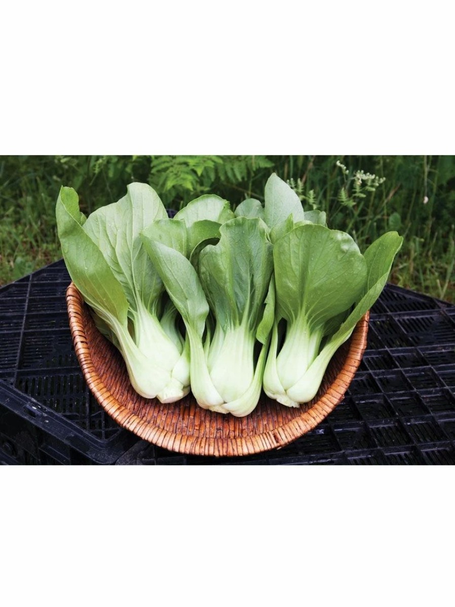 Seeds * | Shanghai Green Pac Choy Organic Seeds