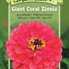 Seeds * | Giant Coral Zinnia Organic Seeds