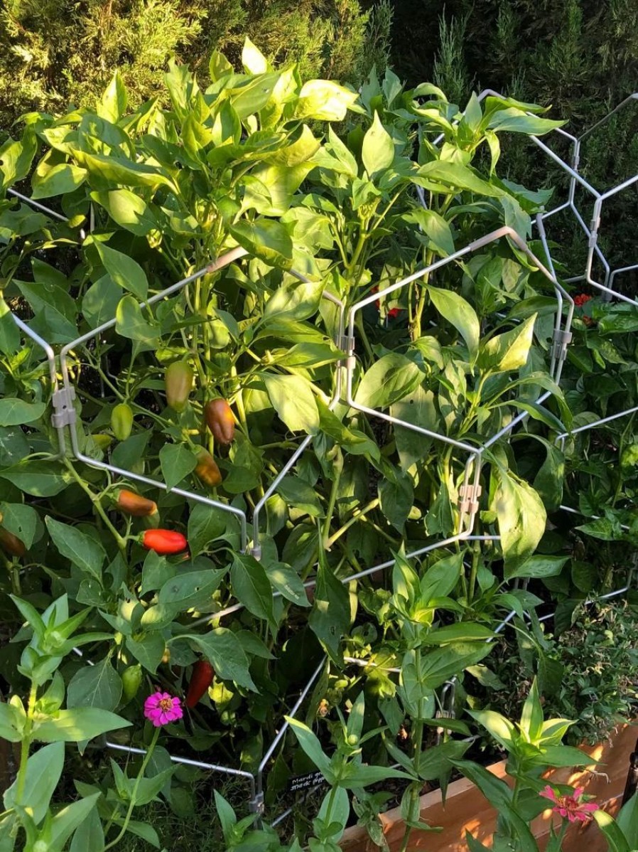 Plant Supports * | Gardener'S Vertex Lifetime Pepper And Eggplant Cage Natural Aluminum