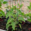 Plant Supports * | Pepper And Eggplant Cages, Set Of 3