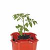 Plant Supports * | Deluxe Tomato Halos, Set Of 2