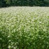 Seeds * | Common Buckwheat Organic Seeds