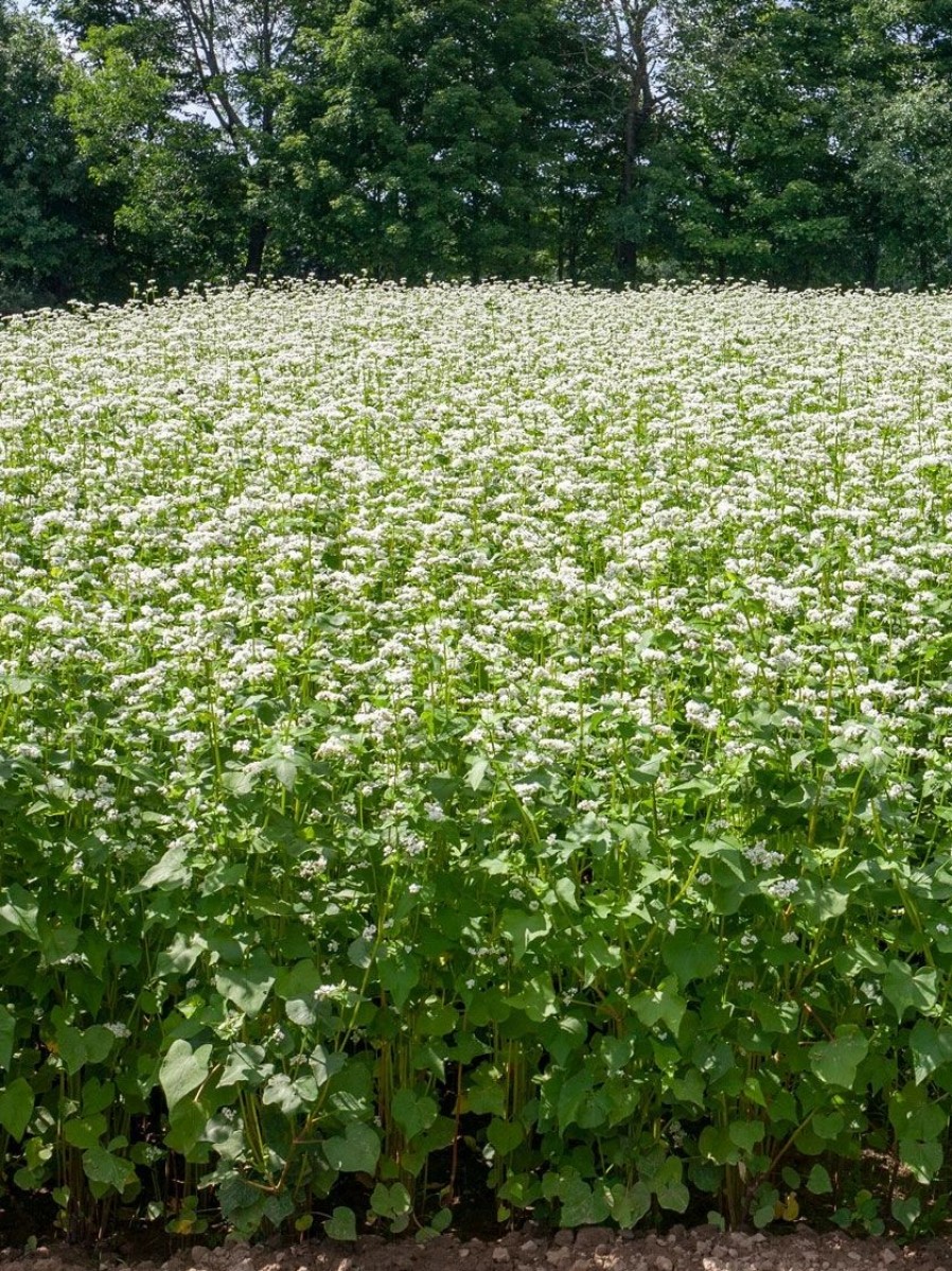 Seeds * | Common Buckwheat Organic Seeds