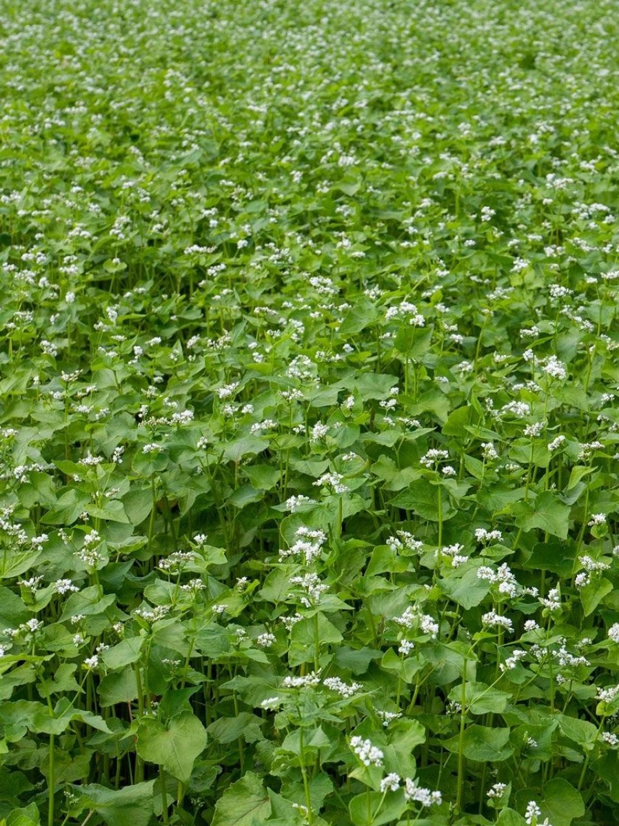 Seeds * | Common Buckwheat Organic Seeds